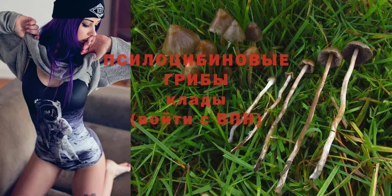 Псилоцибиновые грибы Psilocybe  Ижевск 